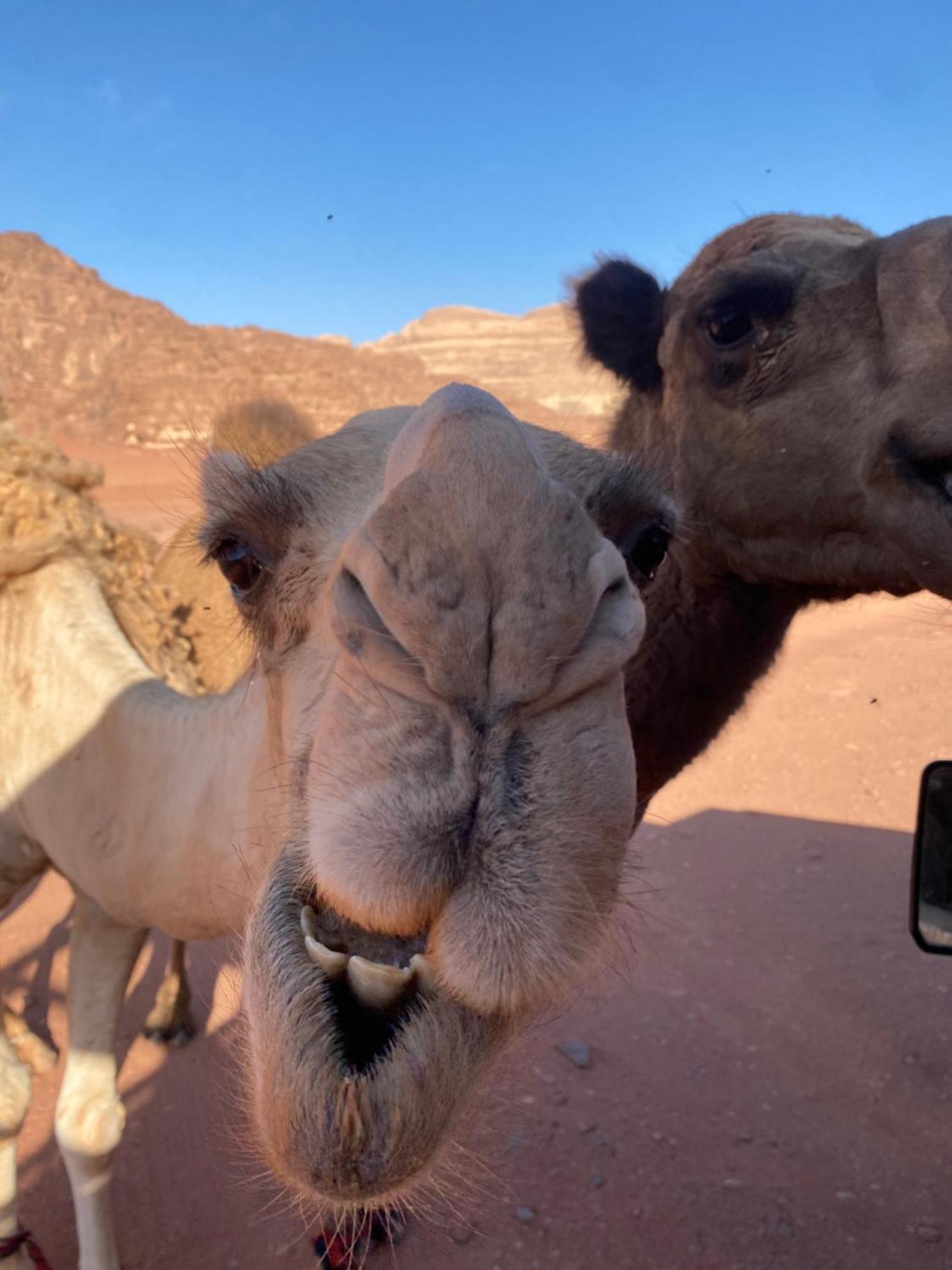 Wadi Rum Desert Heart Camp Hotel Exterior photo