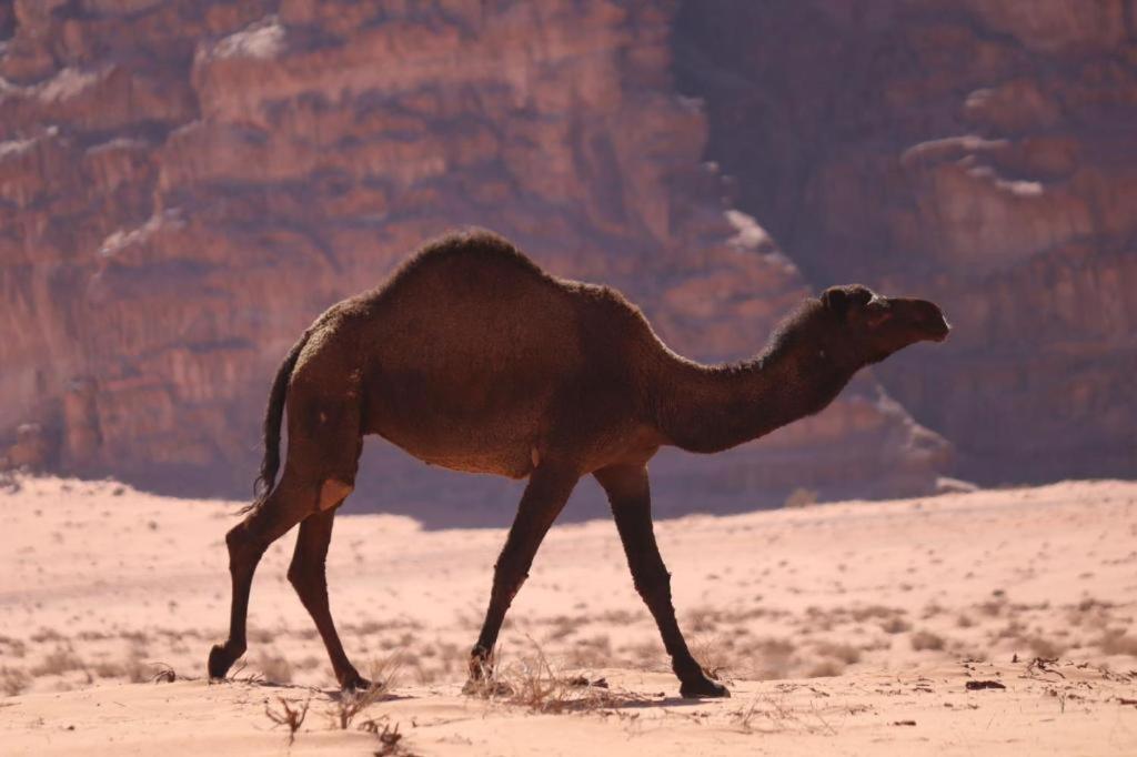 Wadi Rum Desert Heart Camp Hotel Exterior photo