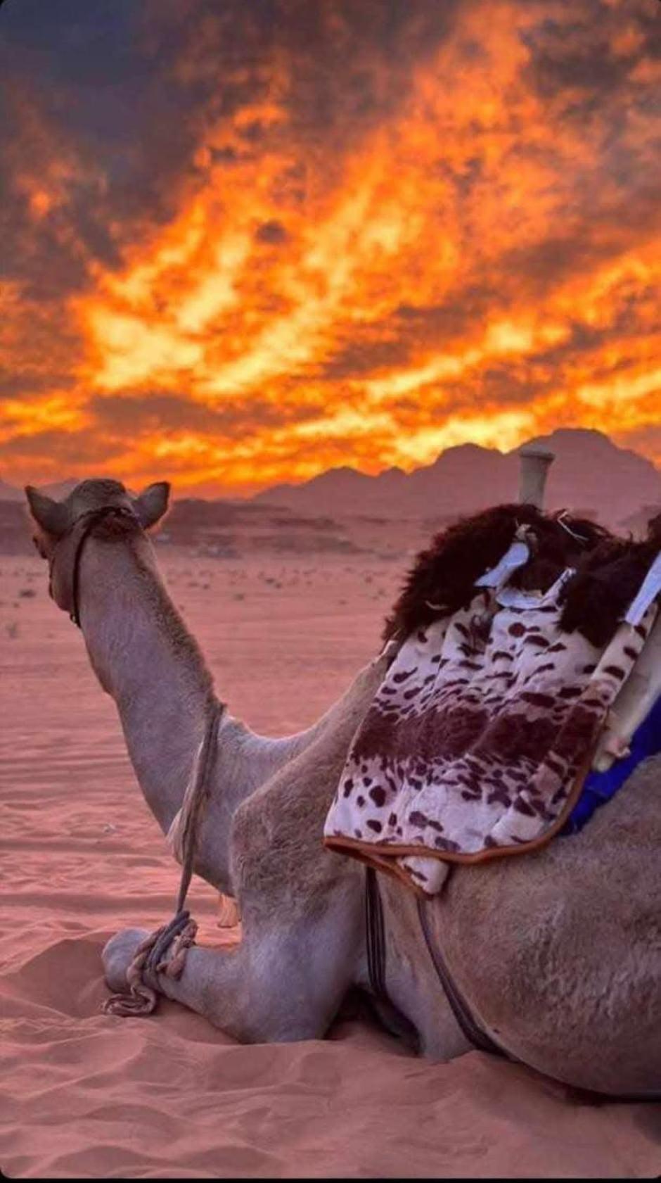 Wadi Rum Desert Heart Camp Hotel Exterior photo